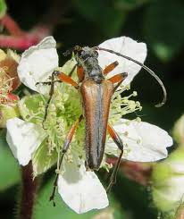 Attēlu rezultāti vaicājumam “Stenocorus meridianus”