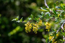 Attēlu rezultāti vaicājumam “Berberis vulgaris flower”