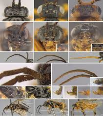 Attēlu rezultāti vaicājumam “Euura acutifoliae”