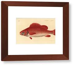 Image result for Lutjanus campechanus