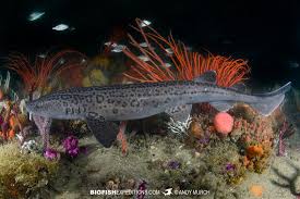 Image result for Poroderma pantherinum