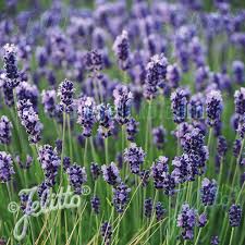 Image result for Lavendel