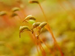 Attēlu rezultāti vaicājumam “Homomallium incurvatum”