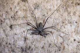 Attēlu rezultāti vaicājumam “Arachnida”