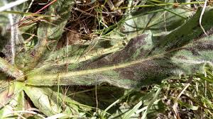 Attēlu rezultāti vaicājumam “Hypochaeris maculata”