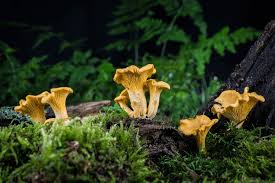 Attēlu rezultāti vaicājumam “Cantharellus cibarius”