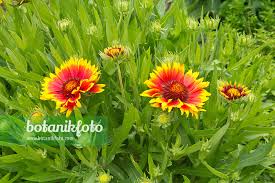 Image result for Gaillardia `Kobold`