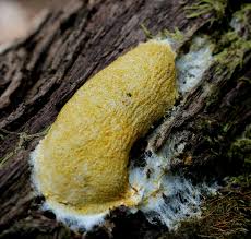 Attēlu rezultāti vaicājumam “Fuligo septica var. septica macro”