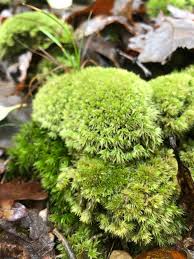 Attēlu rezultāti vaicājumam “Leucobryum glaucum”