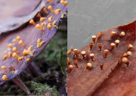 Attēlu rezultāti vaicājumam “Craterium minutum macro”