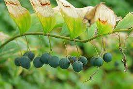 Attēlu rezultāti vaicājumam “Polygonatum multiflorum  fruit”