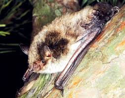 Attēlu rezultāti vaicājumam “Myotis dasycneme”