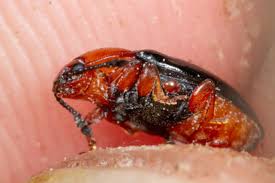 Attēlu rezultāti vaicājumam “Triplax russica”