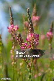 Attēlu rezultāti vaicājumam “Onobrychis arenaria fruit”