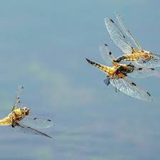 Attēlu rezultāti vaicājumam “Libellula quadrimaculata eggs”