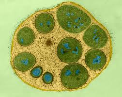 Attēlu rezultāti vaicājumam “Seligeria donniana sporophyte”