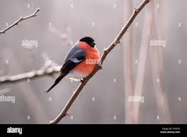 Attēlu rezultāti vaicājumam “Pyrrhula pyrrhula”