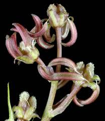 Attēlu rezultāti vaicājumam “Scheuchzeria palustris fruit”