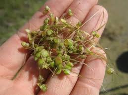 Attēlu rezultāti vaicājumam “Lemna gibba”