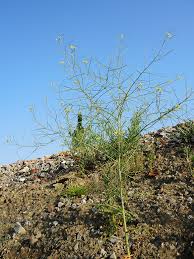 Attēlu rezultāti vaicājumam “Sisymbrium altissimum”