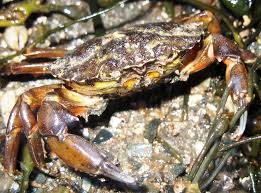 Image result for Carcinus maenas