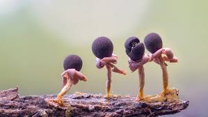 Attēlu rezultāti vaicājumam “Diderma floriforme macro”