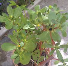 Attēlu rezultāti vaicājumam “Portulaca oleracea leaf”