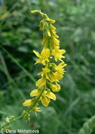 Attēlu rezultāti vaicājumam “Melilotus officinalis”