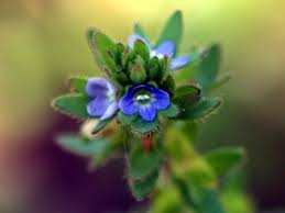 Attēlu rezultāti vaicājumam “Veronica persica flower”