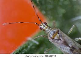 Attēlu rezultāti vaicājumam “Dicyphus sp.”