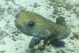 Image result for Diodon hystrix