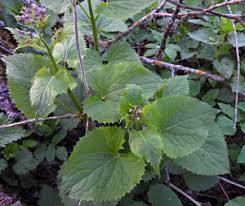 Attēlu rezultāti vaicājumam “xComagaria rosea”