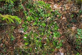 Attēlu rezultāti vaicājumam “Peltigera malacea”