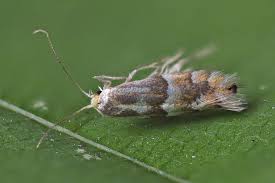 Attēlu rezultāti vaicājumam “Phyllonorycter apparella”