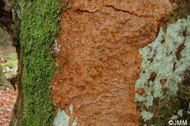 Attēlu rezultāti vaicājumam “Phellinus ferruginosus”