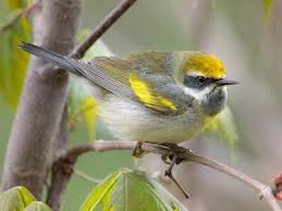 Image result for Vermivora chrysoptera