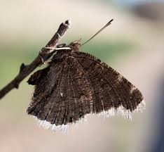 Attēlu rezultāti vaicājumam “Nymphalis antiopa upperside”