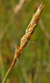 Attēlu rezultāti vaicājumam “Carex limosa”