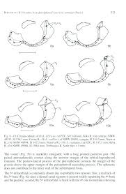 Image result for Squalius cephalus cavedanus