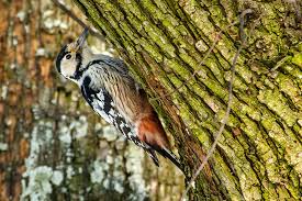 Attēlu rezultāti vaicājumam “Dendrocopos leucotos”