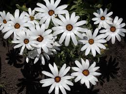 Image result for Dimorphotheca pluvialis