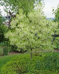 Attēlu rezultāti vaicājumam “Chionanthus virginicus”