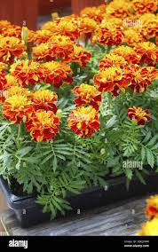 Image result for Tagetes patula