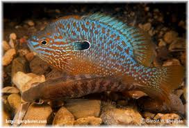 Image result for Lepomis cyanellus