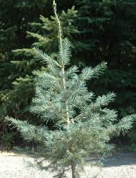 Attēlu rezultāti vaicājumam “Abies concolor”