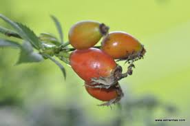 Attēlu rezultāti vaicājumam “Rosa subcanina fruit”