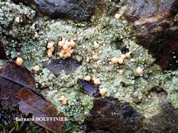 Attēlu rezultāti vaicājumam “Dibaeis baeomyces”