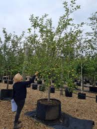 Attēlu rezultāti vaicājumam “Malus domestica”
