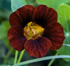 Attēlu rezultāti vaicājumam “Tropaeolum majus flower”