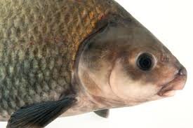 Image result for Ictiobus bubalus